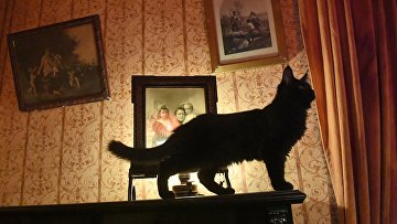 Новый кот Бегемот появился в музее Булгакова